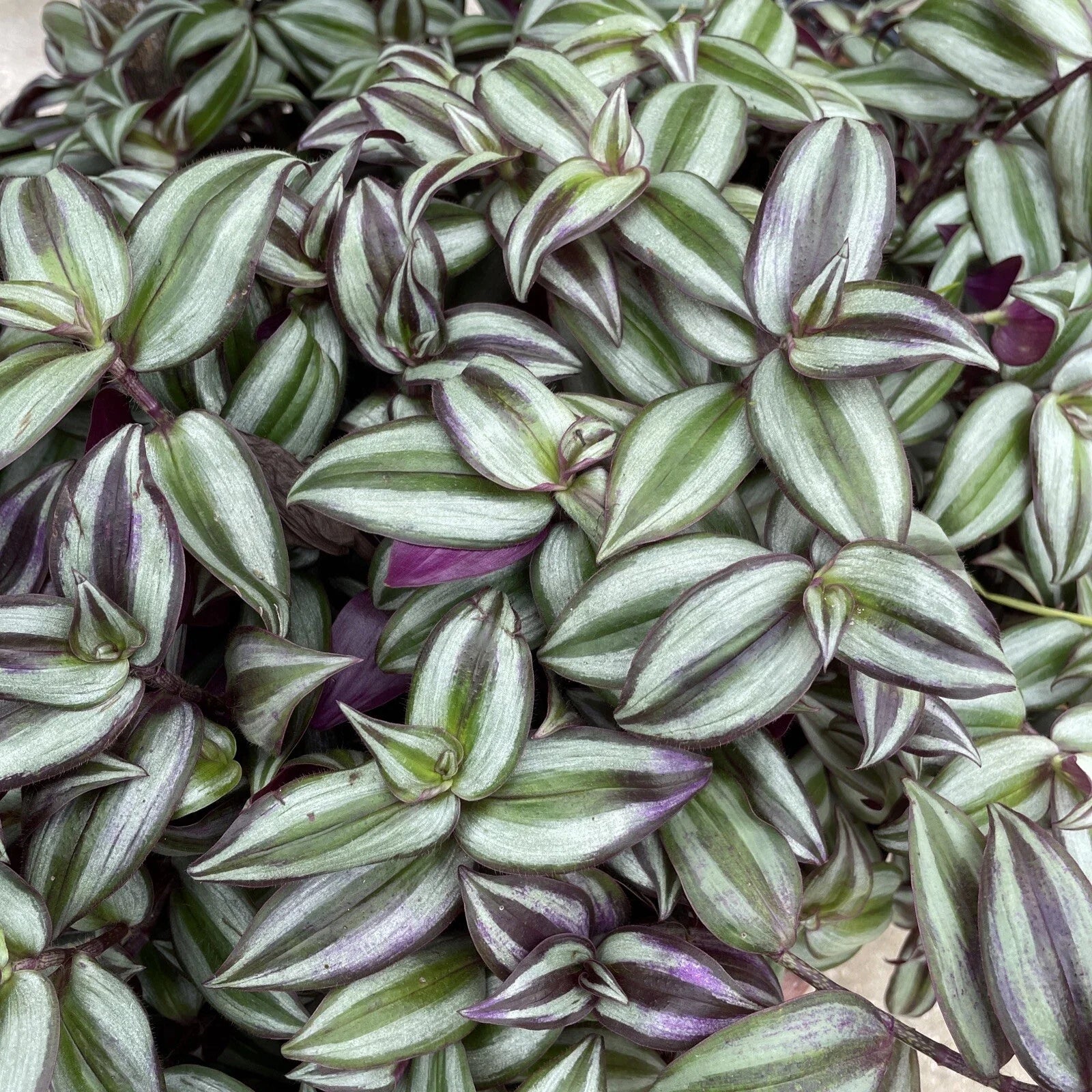 Wandering Jew Plant 6” Pot Purple Tradescantia Zebrina Indoor Outdoor Bare Root Plant for Hanging Pot