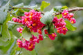 Spindle Tree Seeds - 10 Seeds - Euonymus latifolius - Hardy Planting Seeds for Garden and Landscape