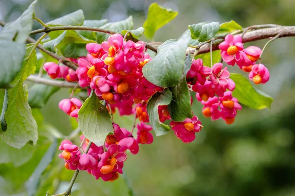 Spindle Tree Seeds - 10 Seeds - Euonymus latifolius - Hardy Planting Seeds for Garden and Landscape