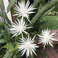 Mature Cuttings White Epiphyllum Hookeri Fragrant Orchid Cactus Strictum - 4 Pack