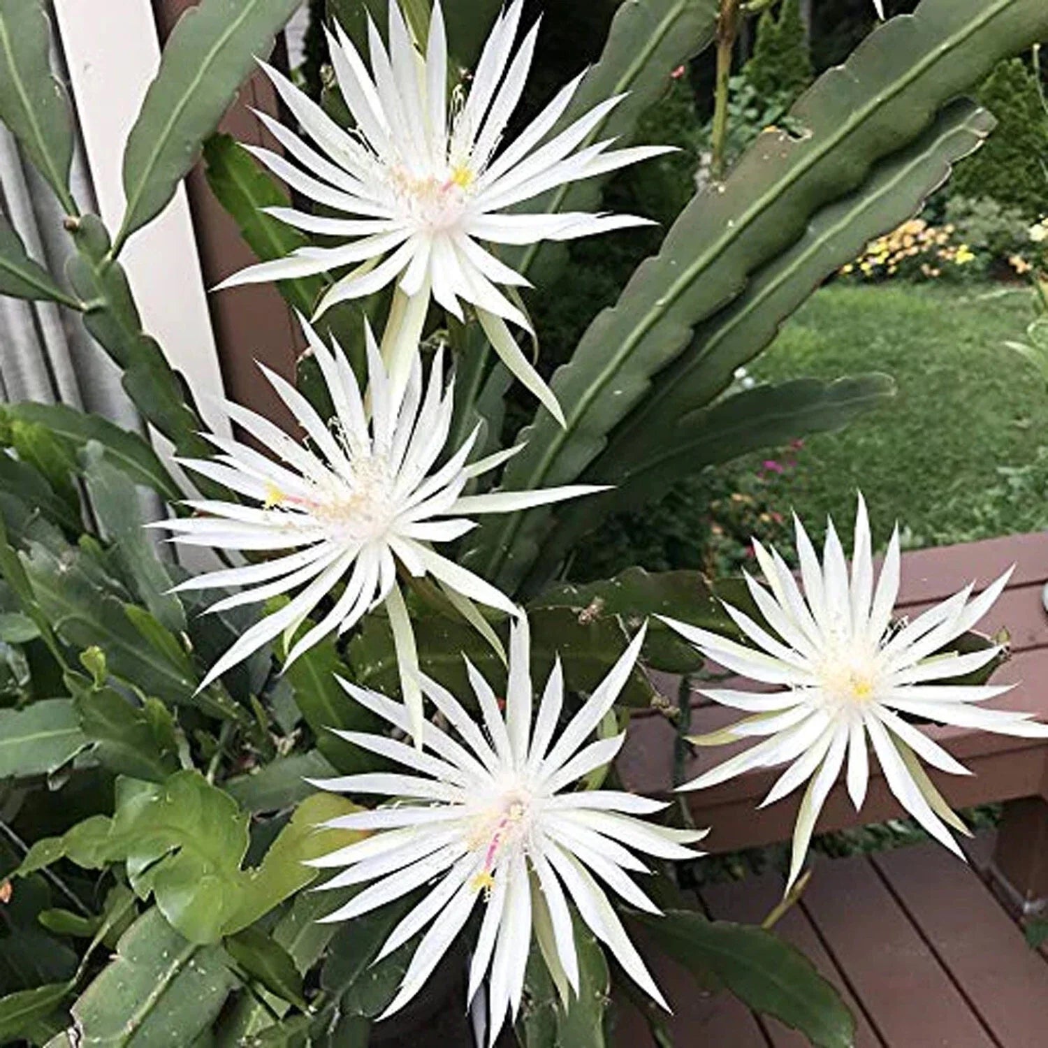 Mature Cuttings White Epiphyllum Hookeri Fragrant Orchid Cactus Strictum - 4 Pack