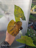 Syngonium Neon Robusta Purple Plant - Tropical Vining Houseplant - Indoor Greenery - Syngonium podophyllum