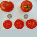 Bonny Best Tomato Seeds - 25 Fresh Seeds - Heirloom Variety - Solanum lycopersicum