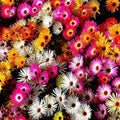 Daisy Ice Plant Livingstone Mix Dwarf 5" Groundcover Seeds - Drought Tolerant 2000 Seeds (Delosperma spp.)