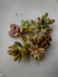 Assorted Succulent Cuttings - 6 Varieties - Ideal for DIY Projects - Echeveria, Sedum, & More