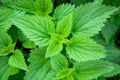Stinging Nettle Plant, One Established Plant, Medicinal Herb, Urtica dioica