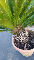 King Sago Palm Tree Live Plant 4' Tall Indoor Outdoor Cycas revoluta 25 Years+