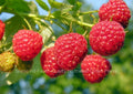 Heritage Everbearing Raspberry Bare Root Plants - Rubus idaeus - Organic, Non-GMO, Home Garden