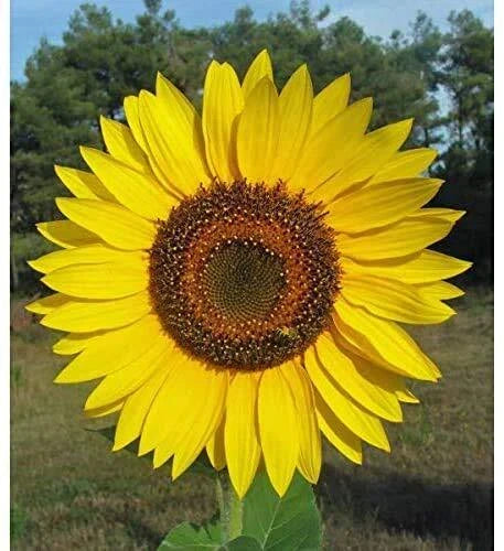Giant Sunflower Seeds for Planting | 50 Seed Packet | Huge Wide Flowers | Helianthus annuus 'Butter'