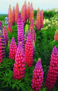 Lupine Seeds - 25 Pack - Pink Purple Orange Perennial Flowers - Lupinus - US Seller