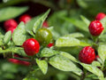 Hot Classic Chiltepin Pepper Seeds - 25 Premium Seeds - Capsicum annuum - New Harvest