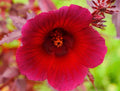Live Cranberry Hibiscus Plants Set of 2, 4-6 Inches Tall, Hibiscus acetosella, Tropical Garden Plants
