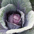 Red Acre Cabbage Seeds 300+ Non-GMO Vegetable Garden Seeds - Brassica oleracea, USA Seller, Free Shipping