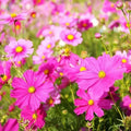 Cosmos Mix Seeds - 100 Organic Seeds - Colorful Variety - Cosmos bipinnatus - USA Grown, Ships Free
