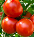 Oregon Spring Tomato Seeds - 100+ Determinate Vegetable for Garden Salads, Sauces, Soups - Solanum lycopersicum