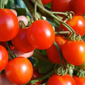 Stupice Tomato Seeds 50 Ct - Heirloom Non-GMO Czech Vegetable Seeds - Perfect for Garden Planting