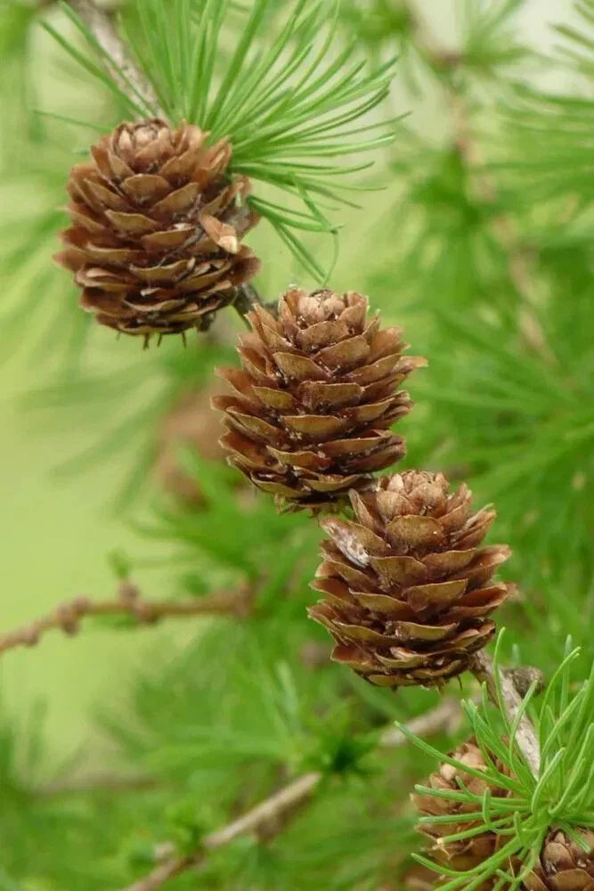 European Larch Seeds - Larix decidua - 25 Seeds for Planting - Hardy Conifer Tree
