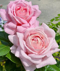 Light Pink Rose Cuttings 5-8" Long Unrooted Fresh Cuttings Rosa spp.