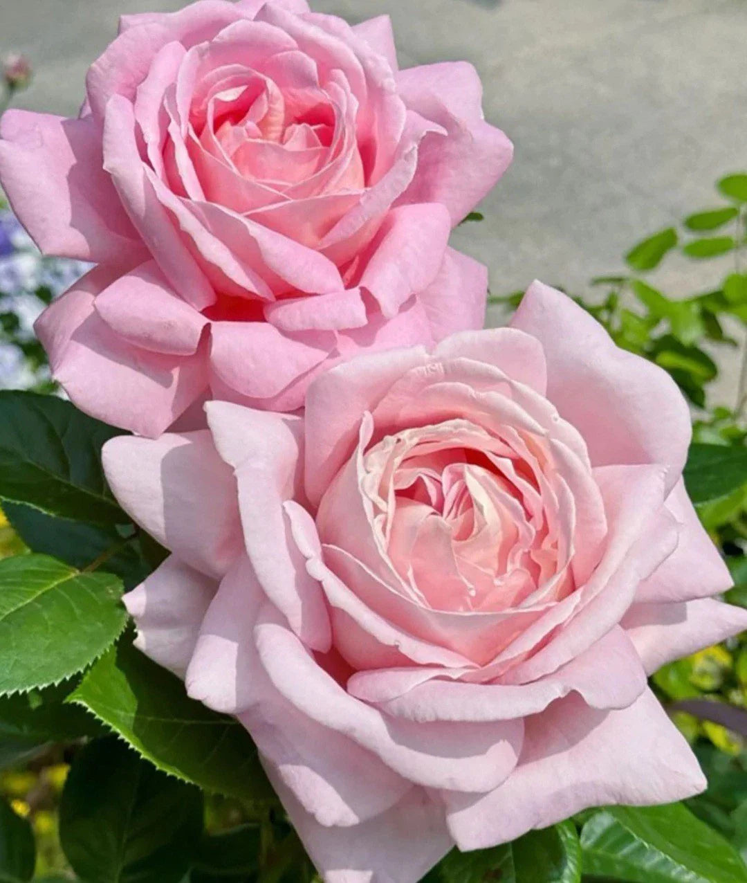 Light Pink Rose Cuttings 5-8" Long Unrooted Fresh Cuttings Rosa spp.