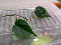 Heart Leaf Philodendron Cuttings - 2 Rooted Cuttings - Philodendron hederaceum