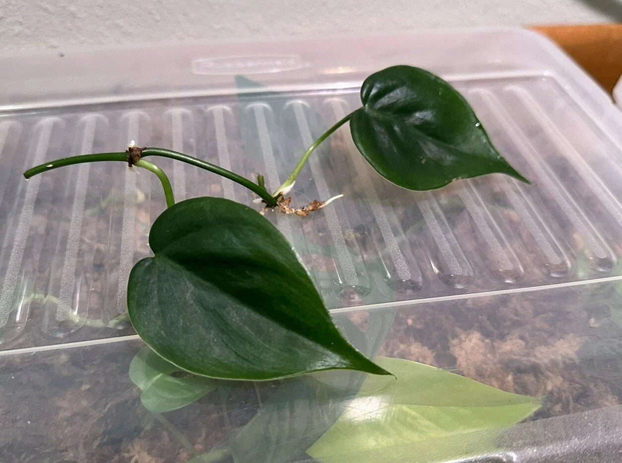 Heart Leaf Philodendron Cuttings - 2 Rooted Cuttings - Philodendron hederaceum