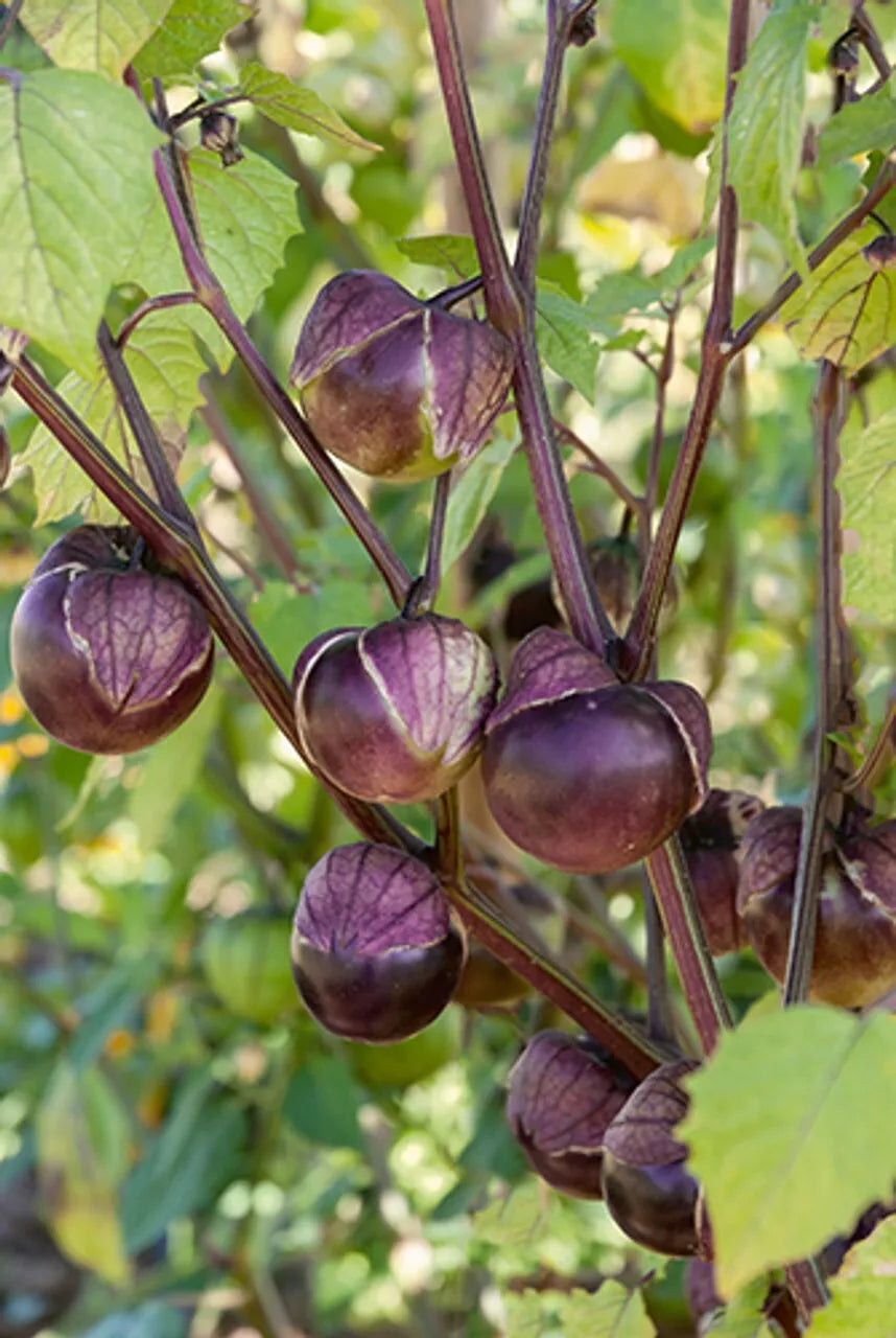 Deep Purple Tomatillo Seeds 50 Ct - Really Purple Physalis ixocarpa - NON-GMO - USA Grown