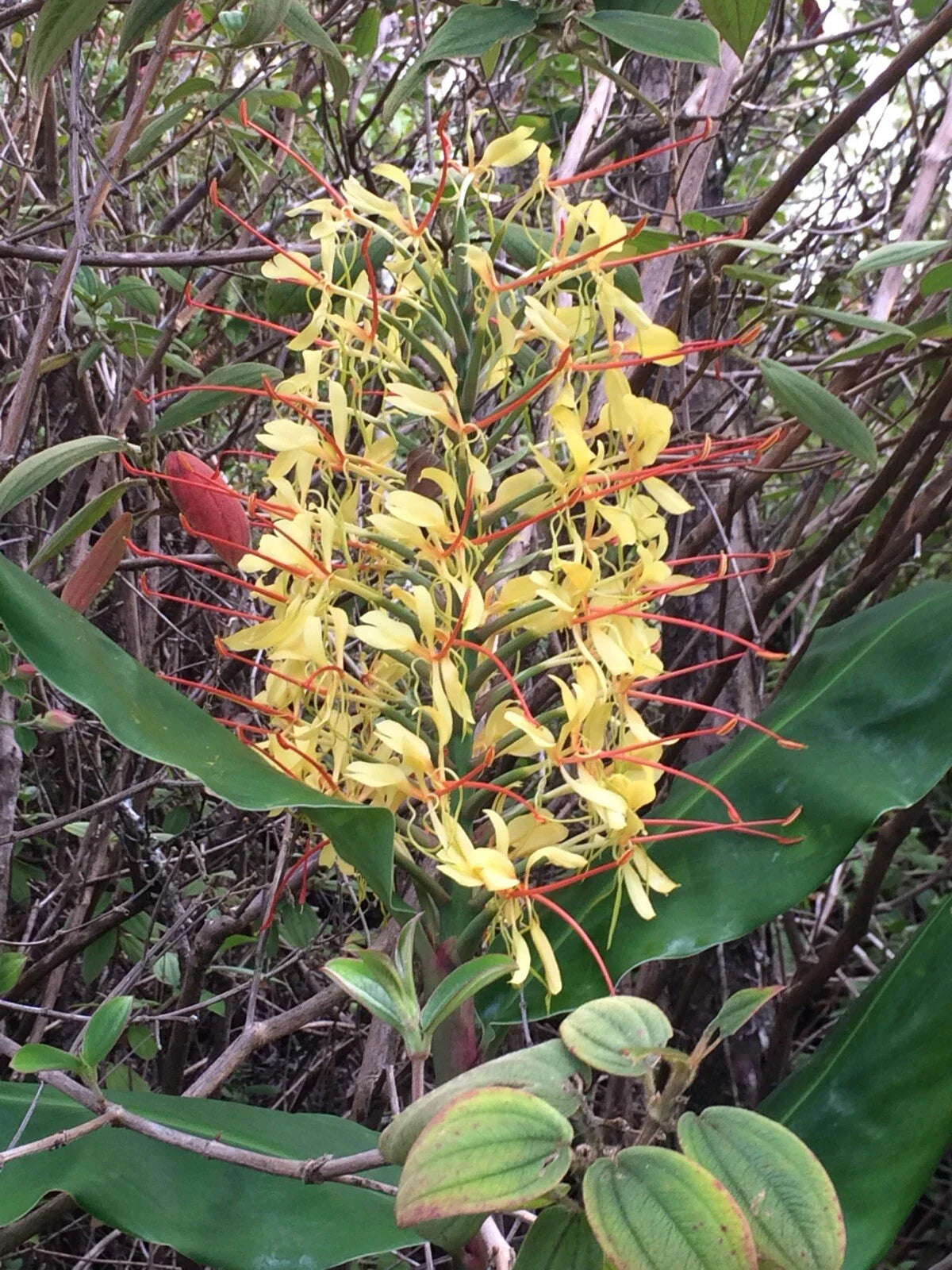 Hawaiian Kahili Butterfly Ginger Live Tuber Root - 2 Large Rhizomes (Hedychium gardnerianum) from Hawaii