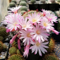 Rebutia Narvaecensis Cactus Plant | Live Succulent | Small Size | Real Cacti for Home Decor