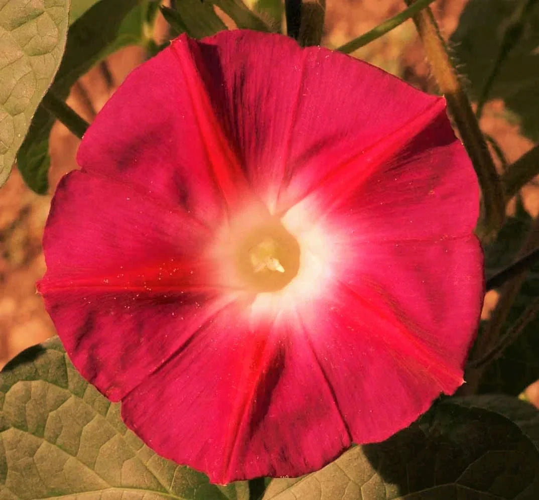 Scarlett O'Hara Morning Glory Seeds - 100+ Count - Non-GMO Flower Seeds - Ipomoea purpurea