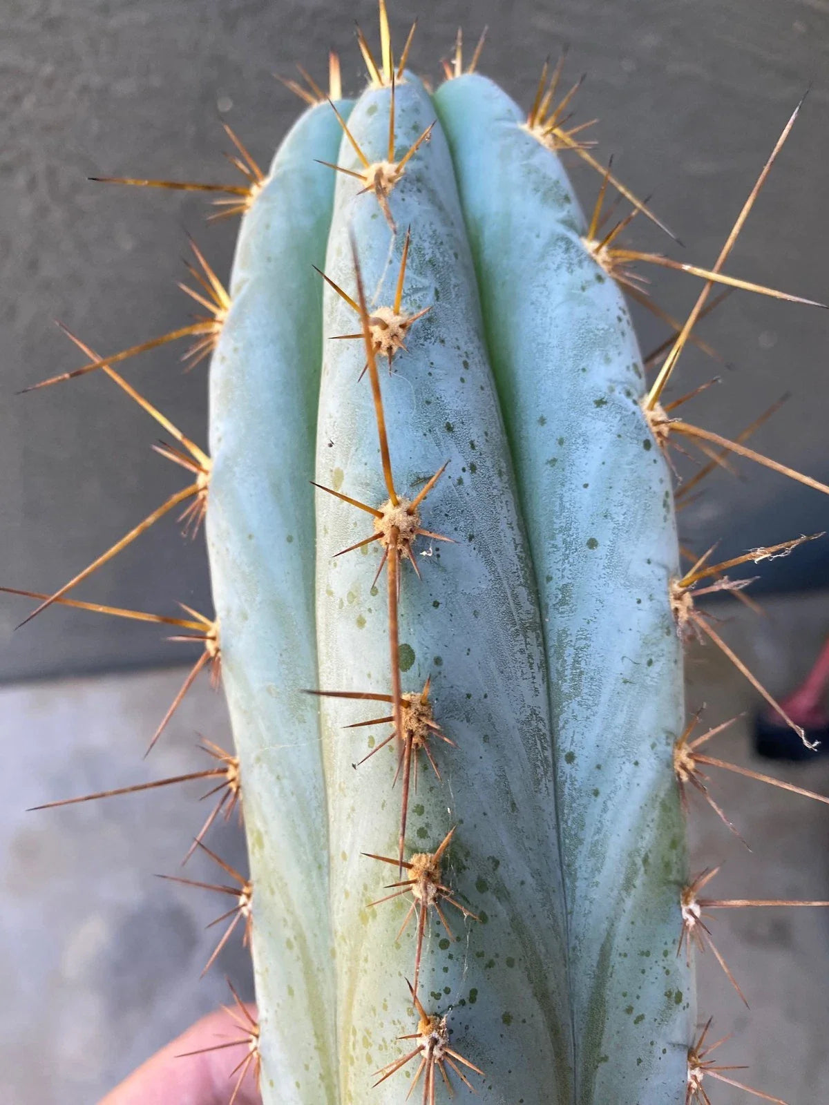 Echinopsis Icaros Cutting 15 Inch, Unique Cactus Variety, Perfect for Plant Lovers, Echinopsis Icaros