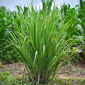 Set of 10 Edible Lemongrass Rooted Plants – Easy Grow Live Herb – Cymbopogon citratus – Ships Without Pot