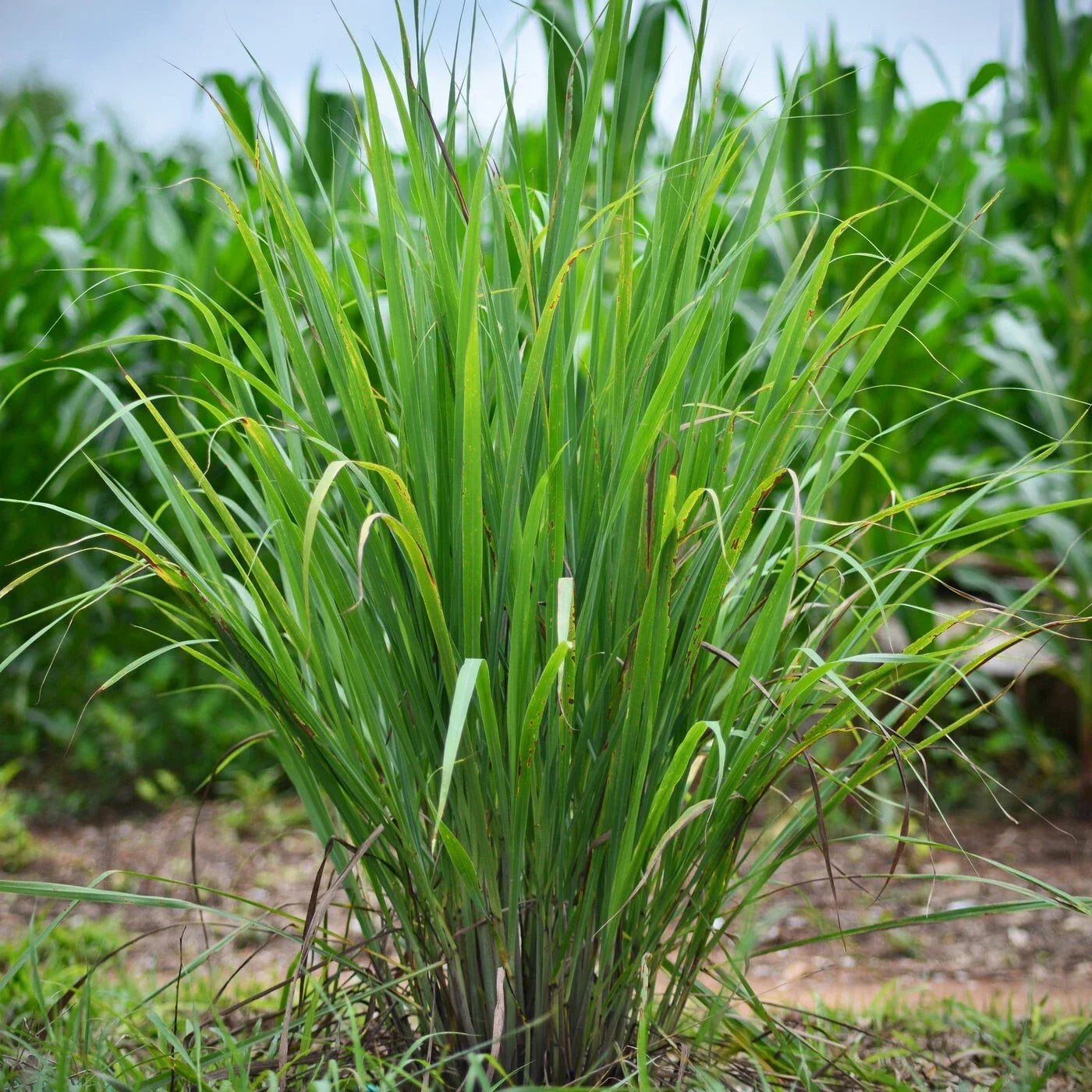 Set of 10 Edible Lemongrass Rooted Plants – Easy Grow Live Herb – Cymbopogon citratus – Ships Without Pot