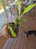 Tropical Pitcher Plant 6" Red Nepenthes Live Carnivorous Exotic Broadleaf Starter Pot