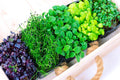 Microgreens Mix 5 Varieties - Basil, Onion, Radish, Alfalfa, Wheatgrass - Nutrient-Dense Microgreens for Home Growing