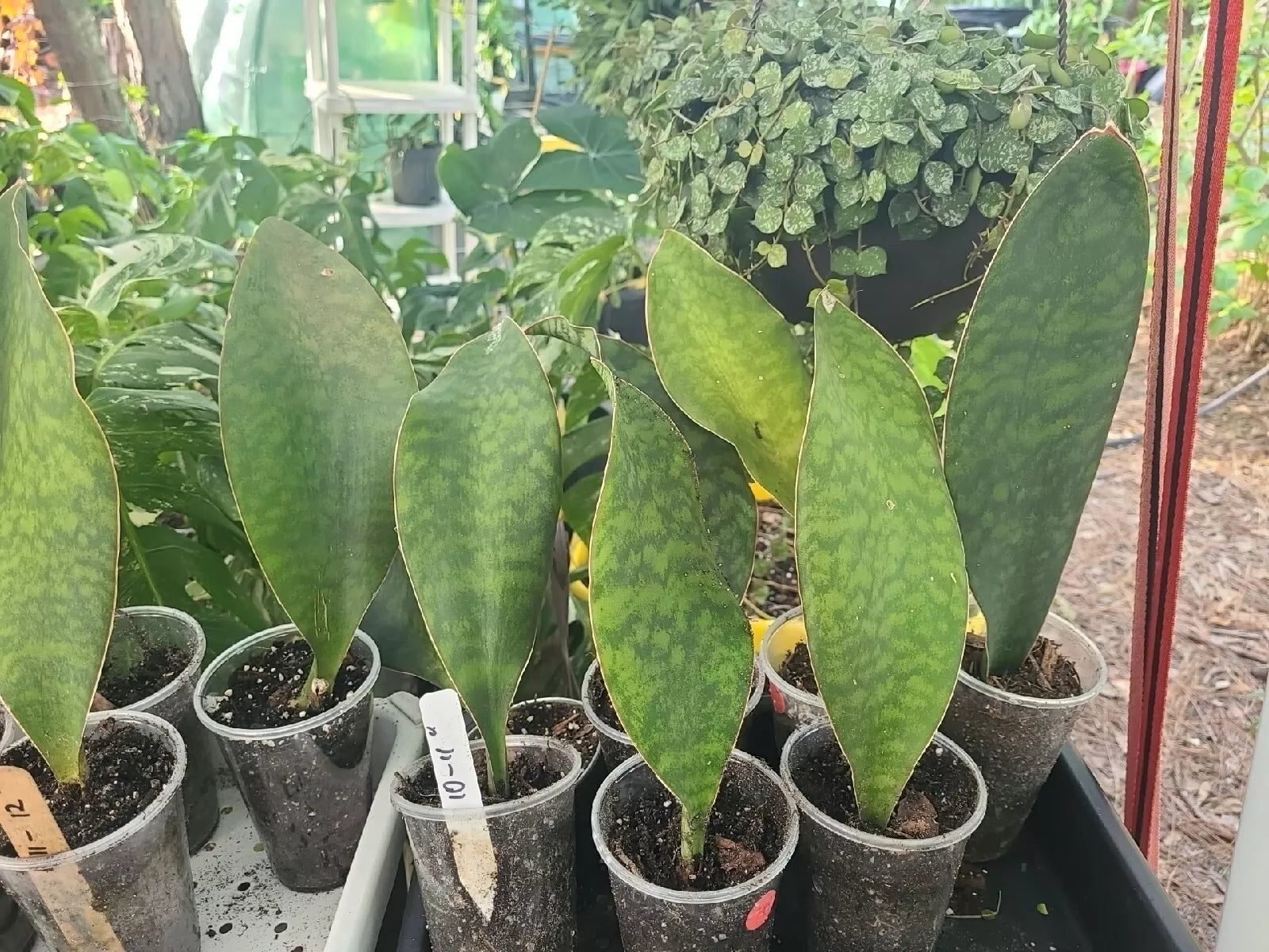 Sansevieria Masoniana Whale Fin Snake Plant 10-11" in 3.5" Pot Rooted Indoor Houseplant