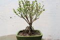 Exposed Root Bonsai Tree - Mt. Fuji Serissa - Serissa japonica - Indoor Plant Decor, Unique Gift Idea