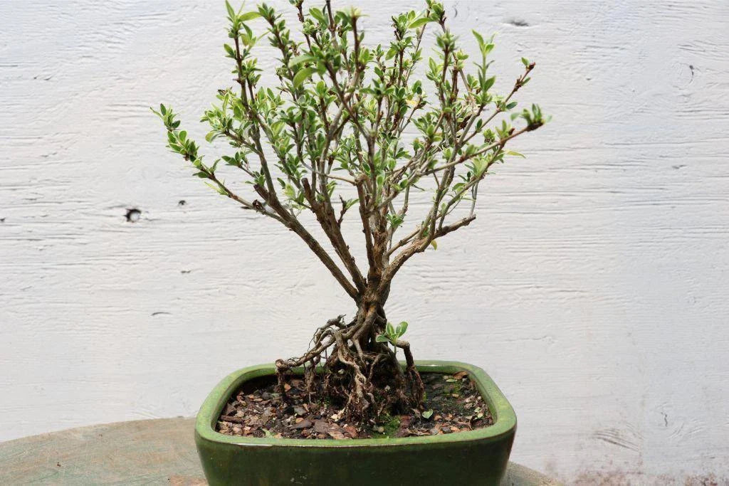 Exposed Root Bonsai Tree - Mt. Fuji Serissa - Serissa japonica - Indoor Plant Decor, Unique Gift Idea