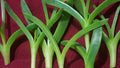 Live Ice Plant Cuttings - Delosperma Coastal Pig Face Succulents - 6 Cuttings, 3"-4" Long
