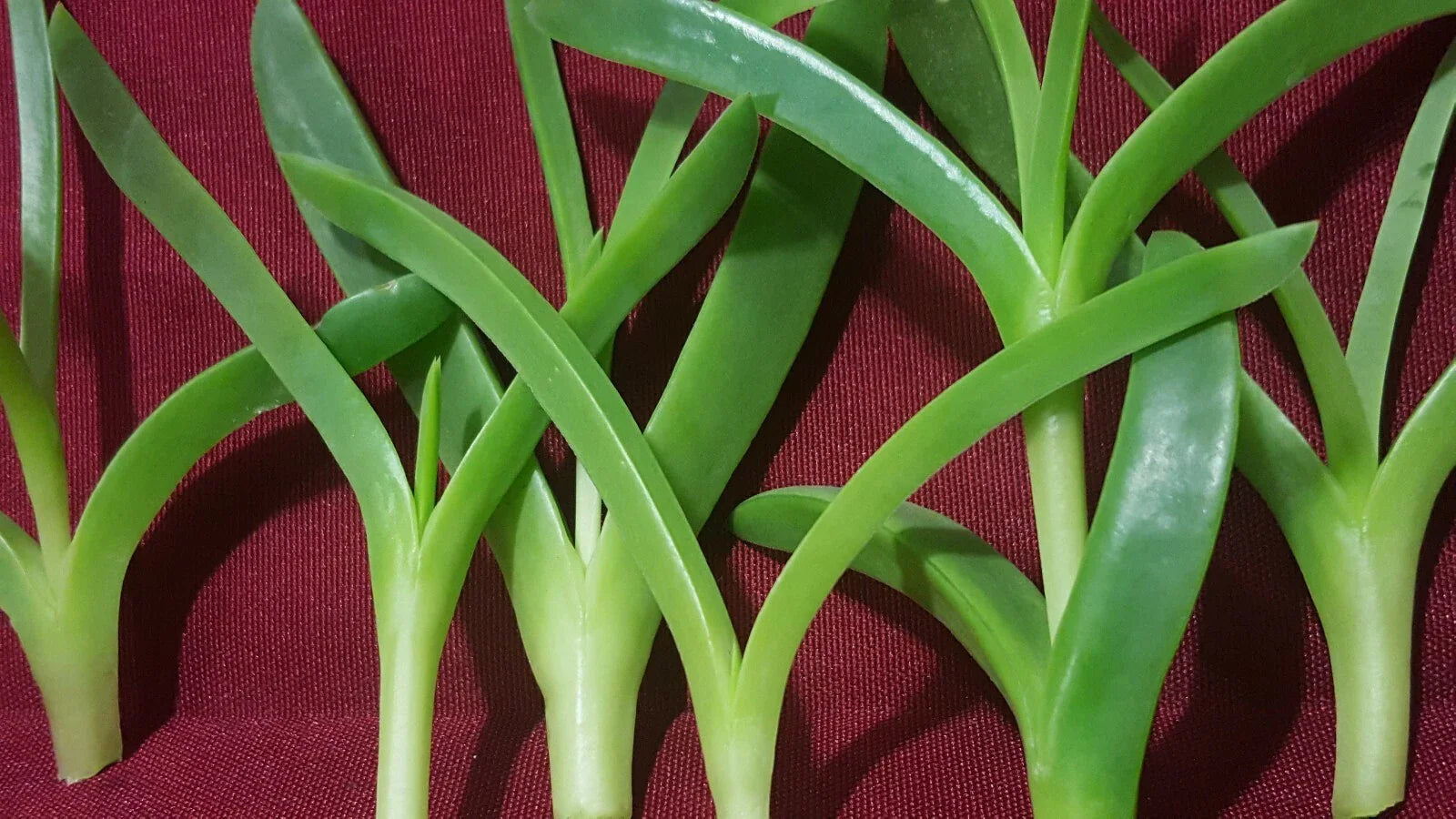 Live Ice Plant Cuttings - Delosperma Coastal Pig Face Succulents - 6 Cuttings, 3"-4" Long
