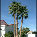Mexican Fan Palm Tree Seeds - 50+ Fresh Washington Robusta Seeds - Washingtonia robusta - 2023 Harvest