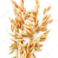 Whole Oats Seeds - 300+ Non-GMO Organic Cat Grass Sprouts - Avena sativa for Healthy Feline Nutrition