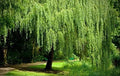 Dwarf Weeping Willow Tree Cutting - Salix babylonica 'Crispa' - Ideal for Landscaping and Garden Decor