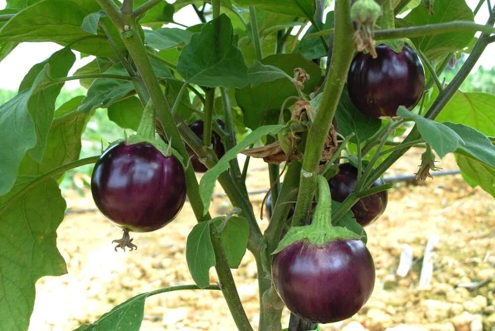 Little Prince Eggplant Seeds - 20 Pack - Easy to Grow, Heirloom Variety, Solanum melongena