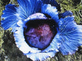 Mammoth Red Rock Cabbage Seeds - 150 Count, Brassica oleracea, Heirloom Vegetable Seeds for Gardening