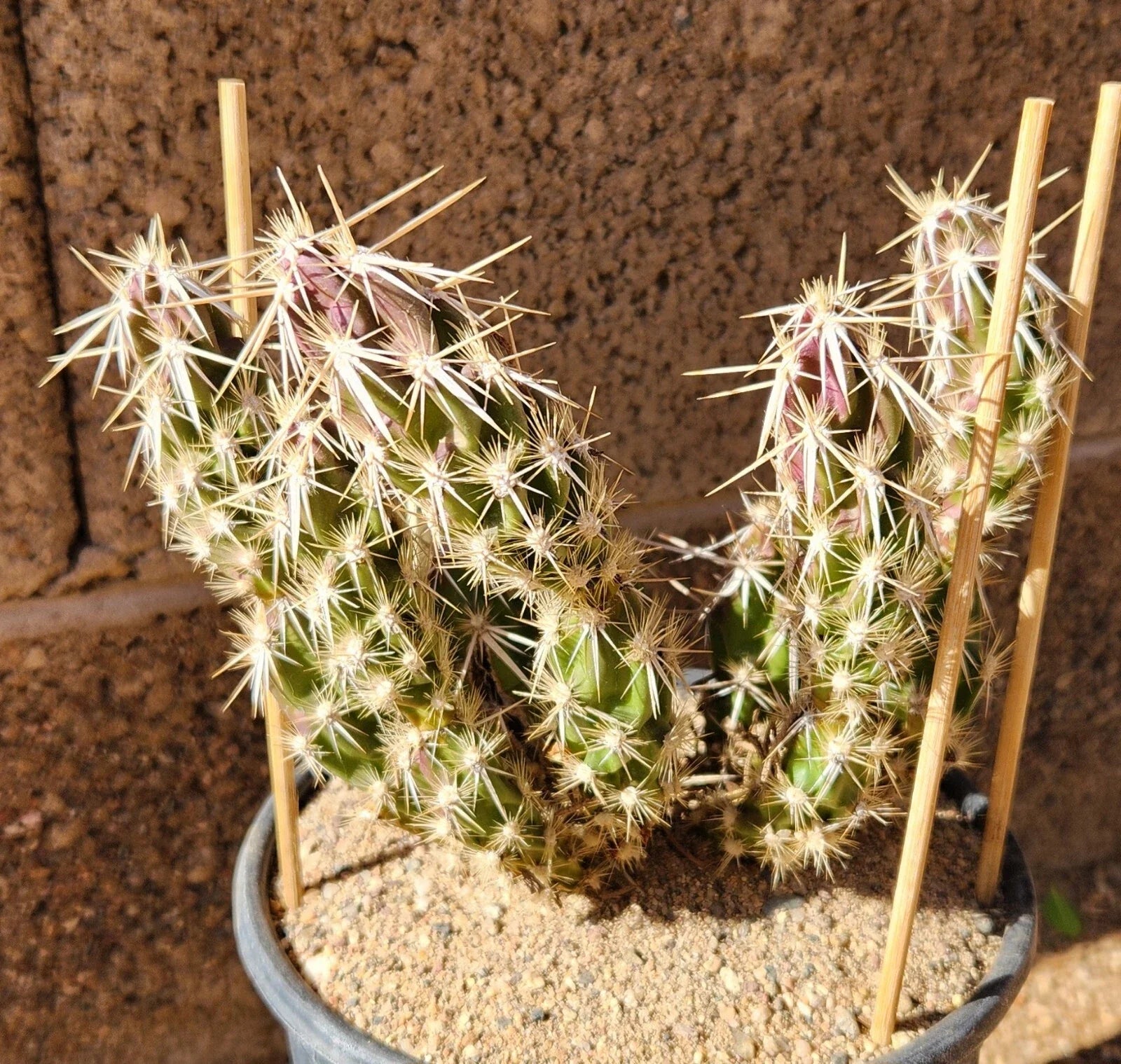 Grusonia Clavata Club Cholla Cactus Cutting - Live Plant Segment, Unique Desert Succulent, Drought-Tolerant Decor