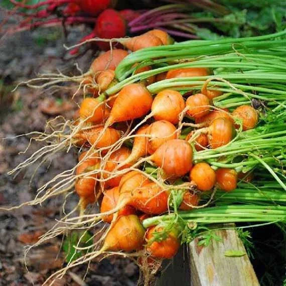 Thumbelina Carrot Seeds - 1000+ Pack for Garden Planting - Daucus carota - USA Grown, Non-GMO, Free Shipping