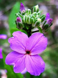 Dames Rocket Flower Seeds - 500 Seeds Hesperis matronalis - Garden Perennial, Fragrant, Colorful Blooms