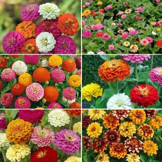 Zinnia Flower Seed Mix - 6 Varieties, Colorful Garden Blend, Zinnia elegans - Ultimate Zin Master