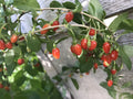 Goji Berry Bare Root Live Plant - 3 Roots, 4”-8” Long, Superfood Variety, Lycium barbarum