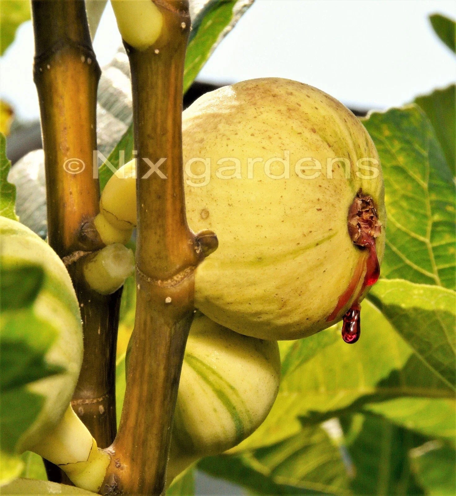 Tiger Fig Cuttings - Panache Variety - Ficus carica